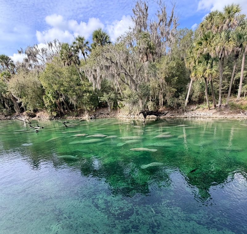 Where This Manatee Haven Sits Along the St. Johns River