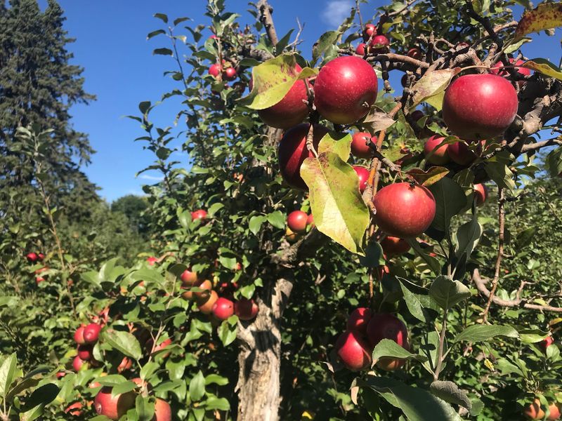 Where To Find This Countryside Orchard