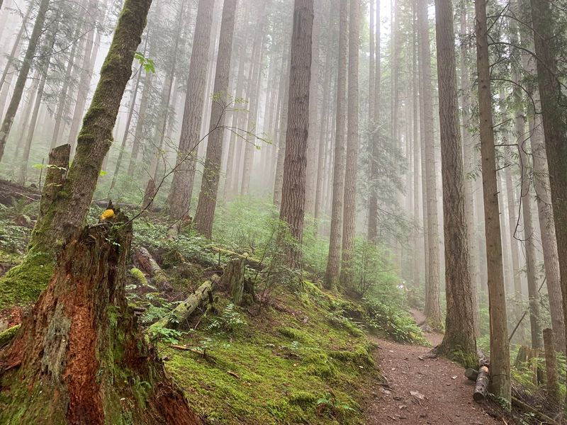 Where To Find This Forest Escape