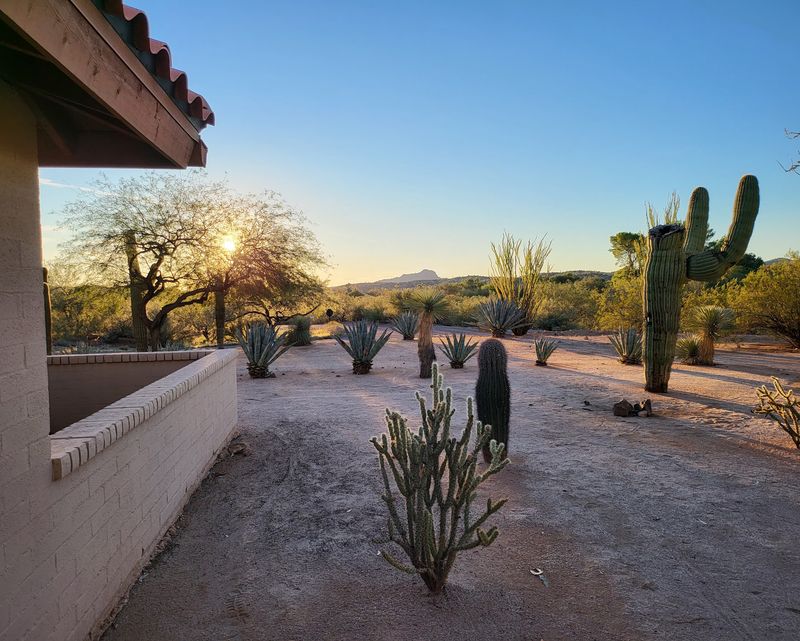 Where the Desert Meets the Corral