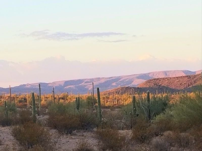 Where the Desert Sets the Scene