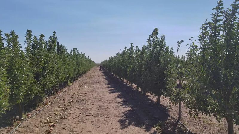 Where the Desert Turns Into an Orchard
