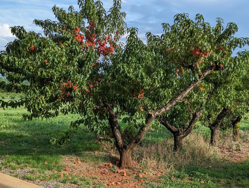 Where the Orchard Sits Where the Orchard Sits