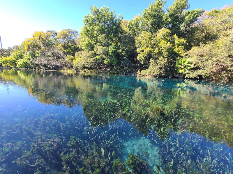Where the Springs Rise in San Marcos