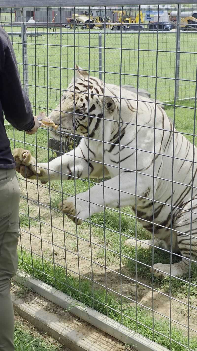White Tiger Encounter White Tiger Encounter