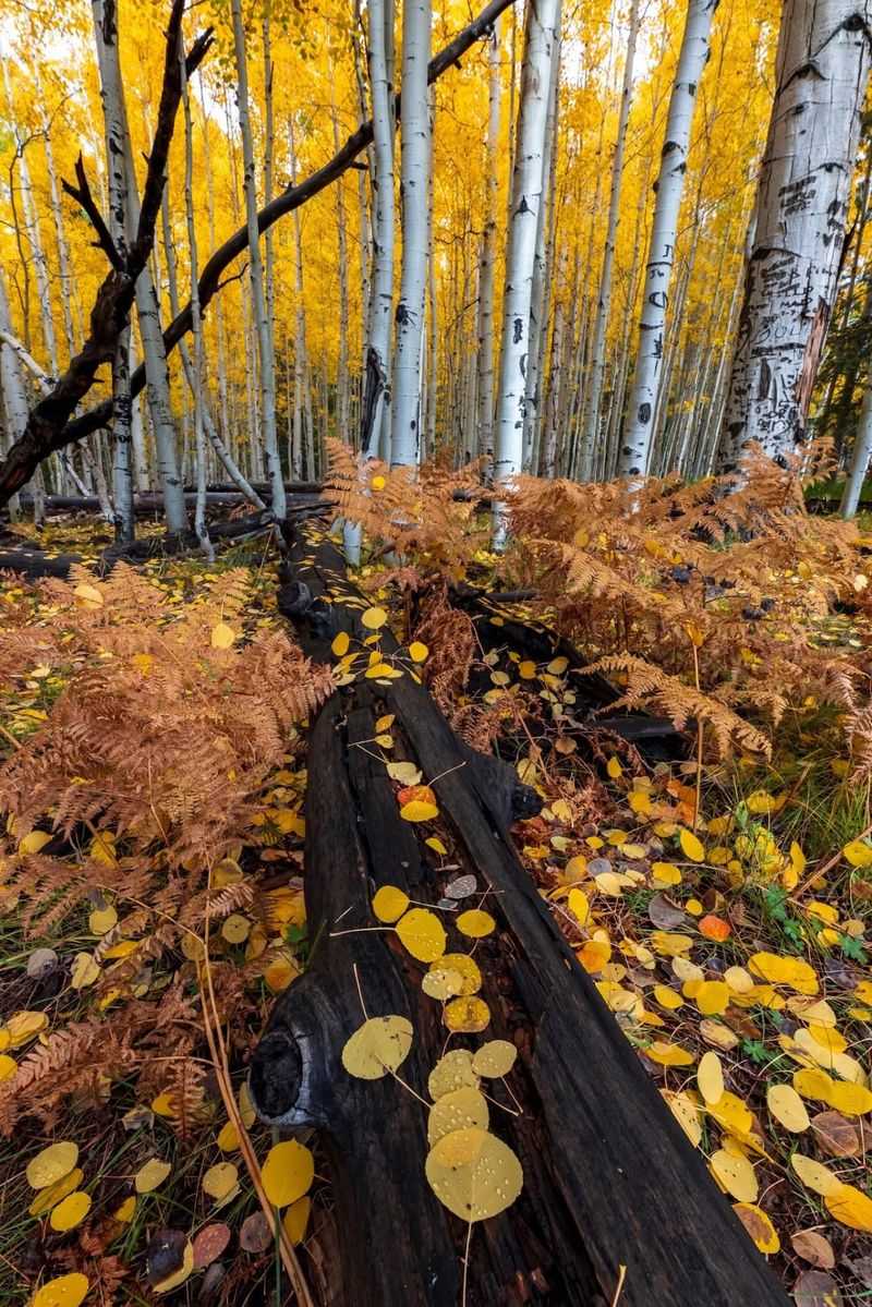 Why October Turns This Forest To Gold