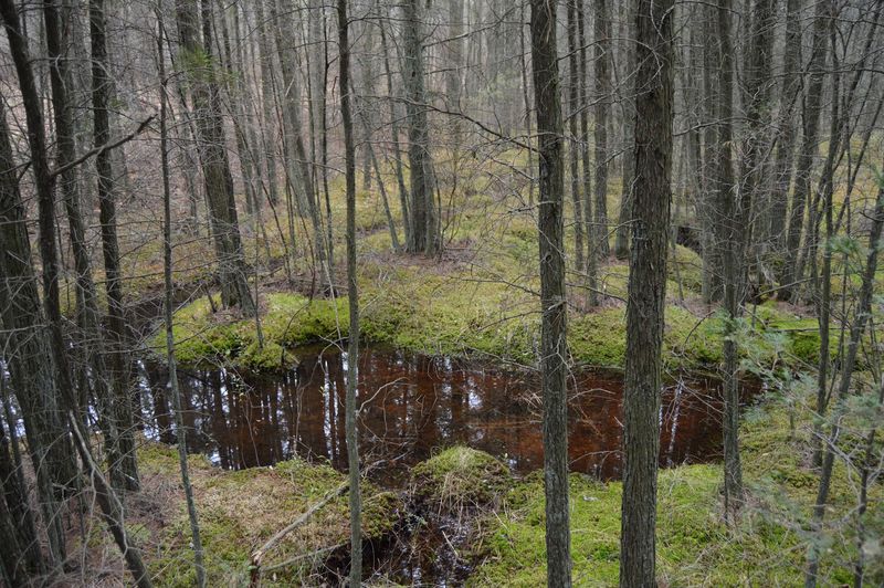 Why This Forest Earns Its Loyal Following