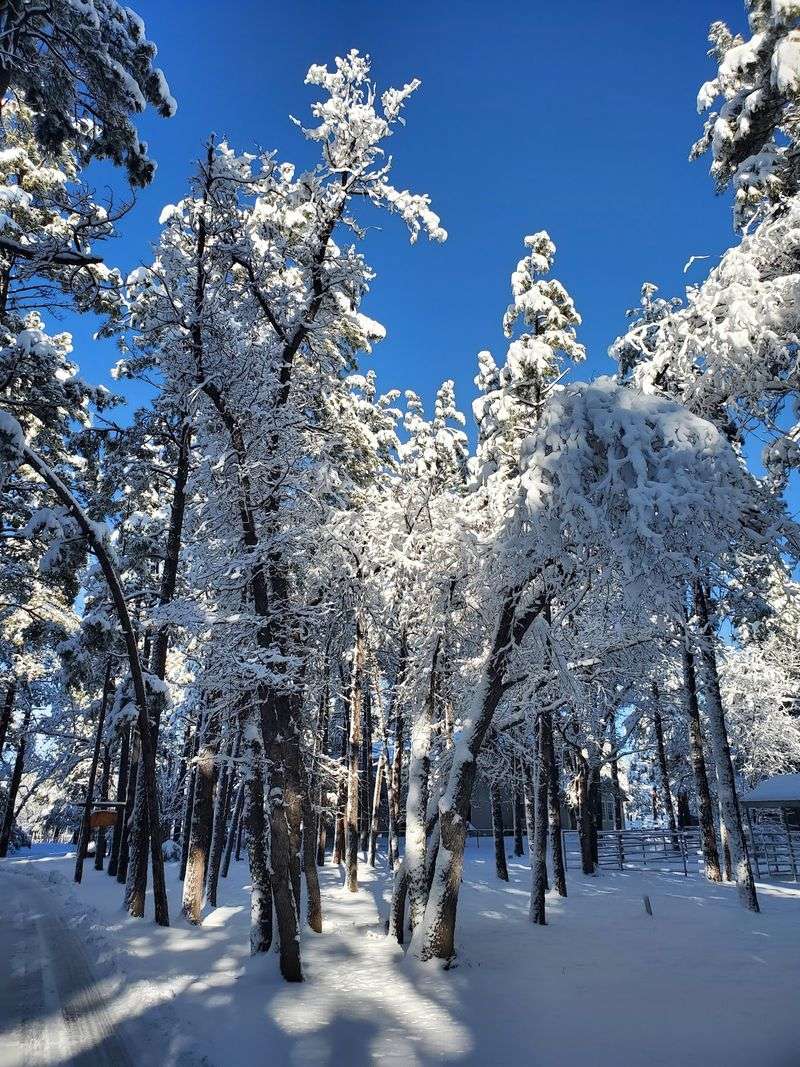 Why This Pine-Covered Retreat Stays With You Why This Pine-Covered Retreat Stays With You