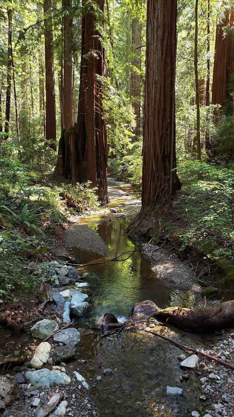 Why This Reserve Feels Less Crowded Than Muir Woods