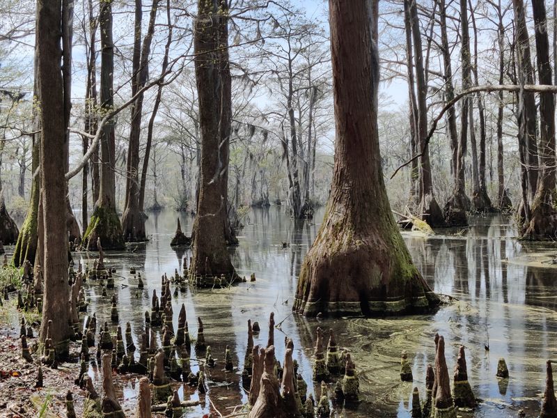 Why This Swamp Wins Loyalty