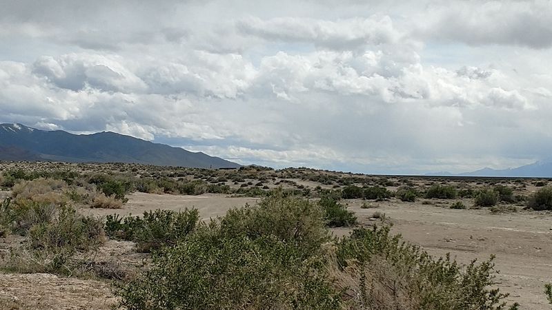 Wild Burros And Their Roaming Neighbors Wild Burros And Their Roaming Neighbors