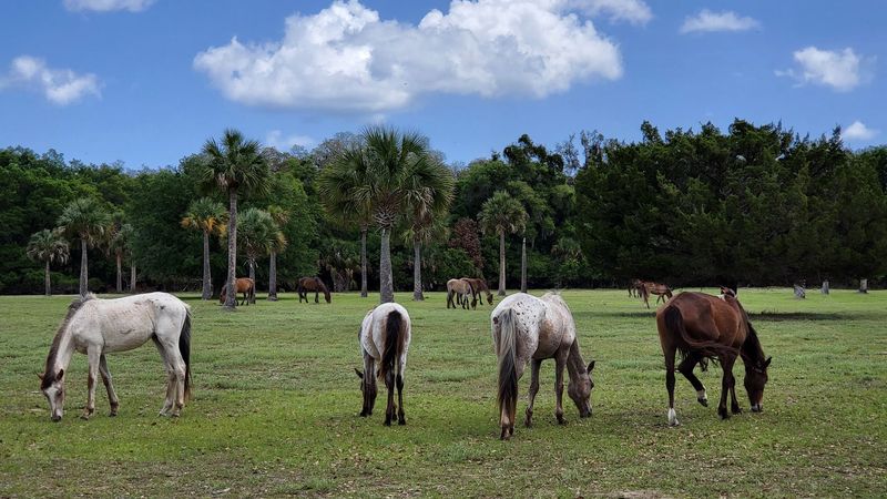 Wild Horses Roaming Free