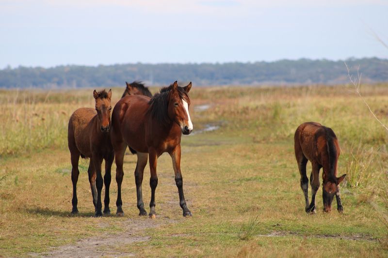 Wild Horses on the Bolen Trail
