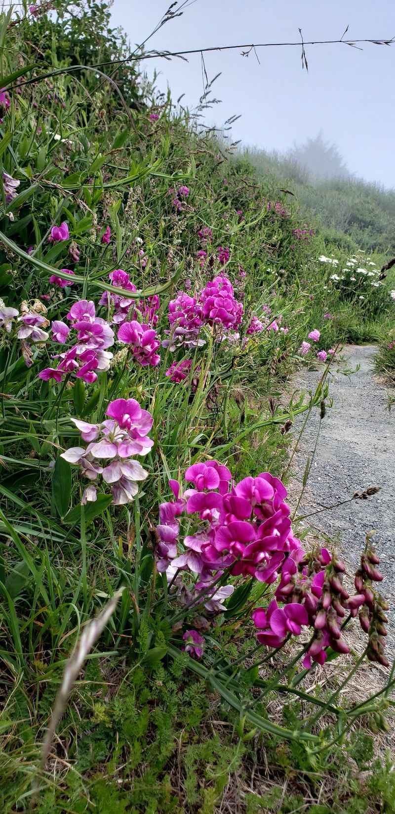Wildflowers That Brighten The Path