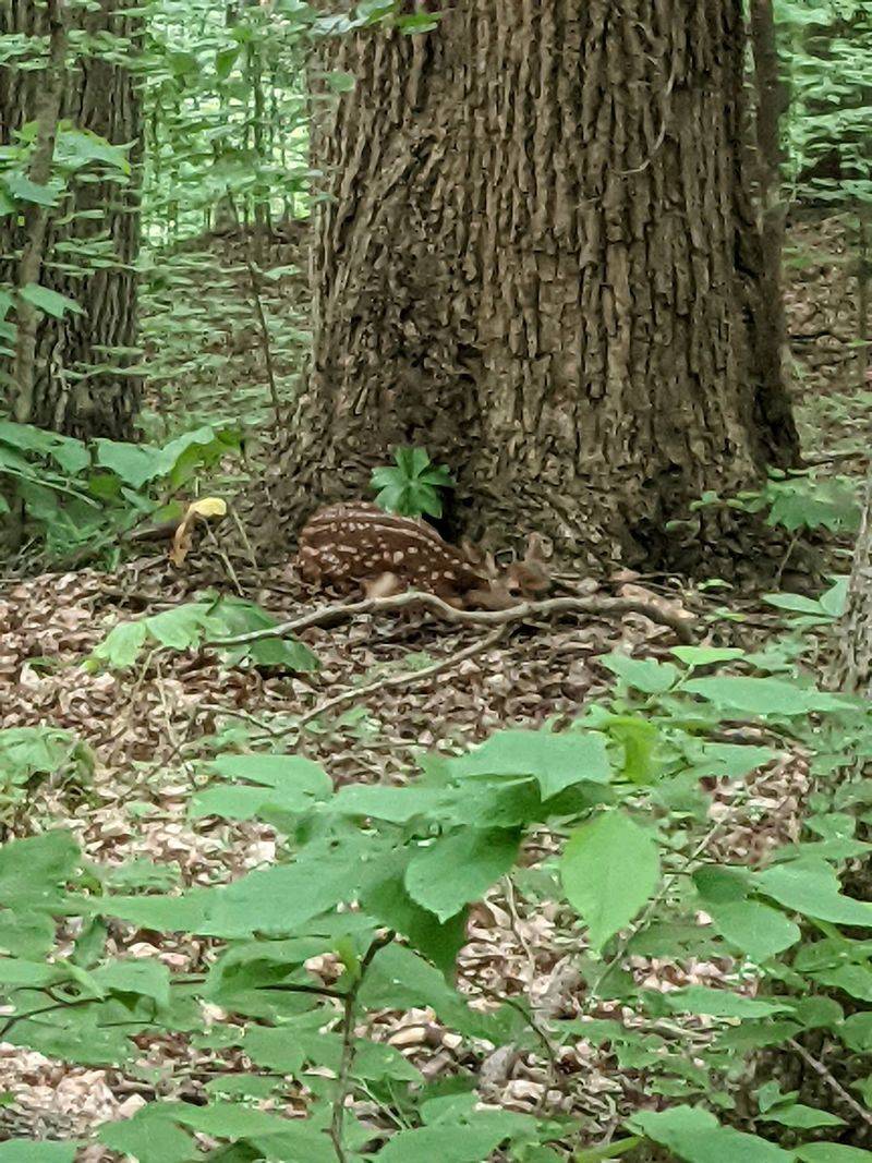 Wildlife Along Every Bend