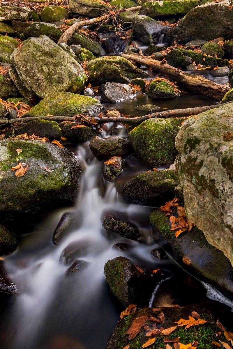 Wildlife Along The Brook