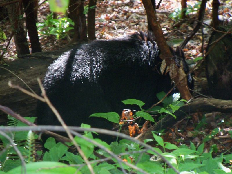Wildlife Along the Way