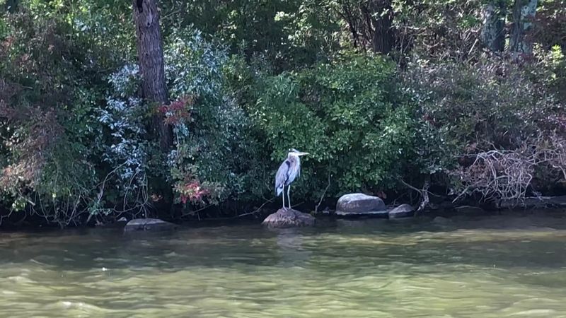 Wildlife And Natural Touches