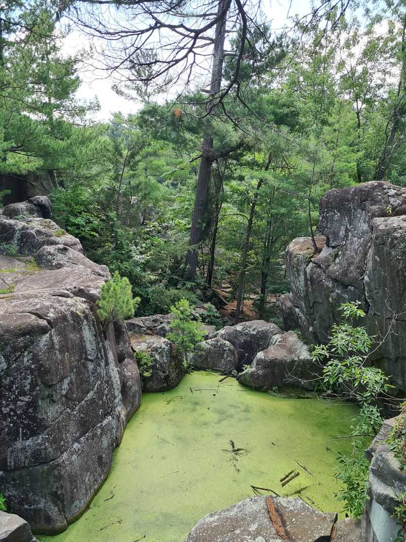 Wildlife And Plants Along The Way