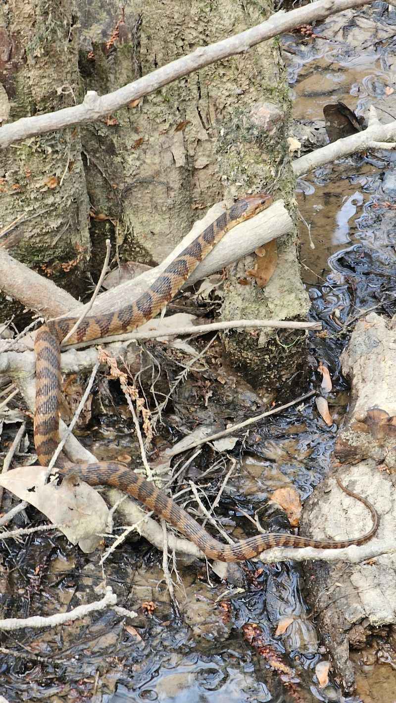 Wildlife Around Every Bend