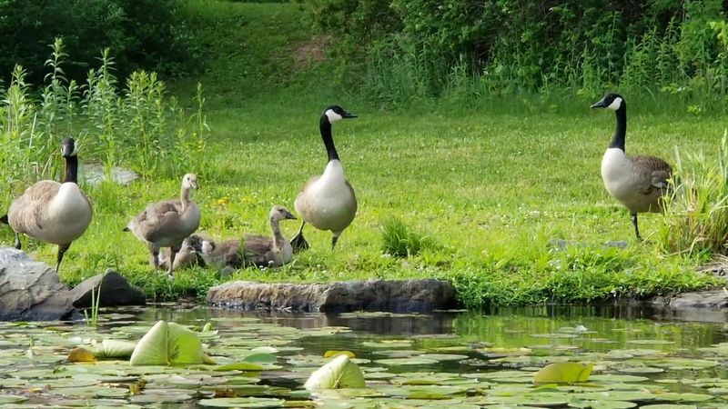 Wildlife Around Every Bend
