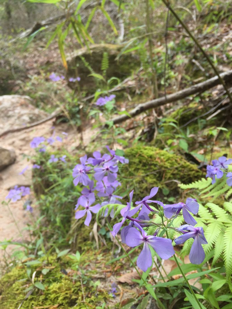 Wildlife Between the Waterfalls