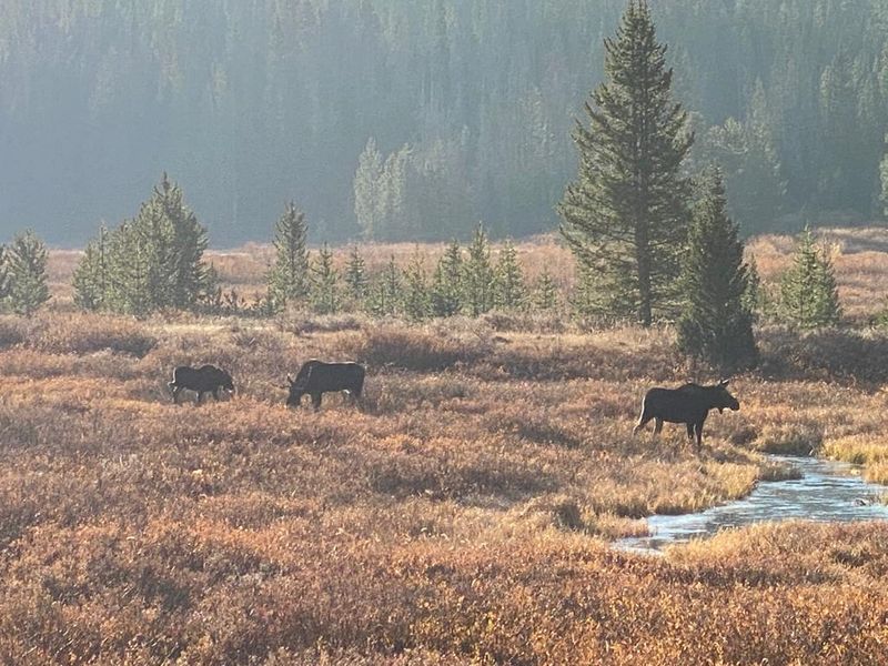 Wildlife Beyond the Moose Wildlife Beyond the Moose