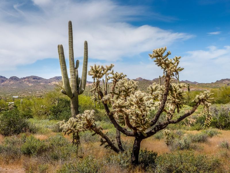 Wildlife, Birds, And Desert Scenery