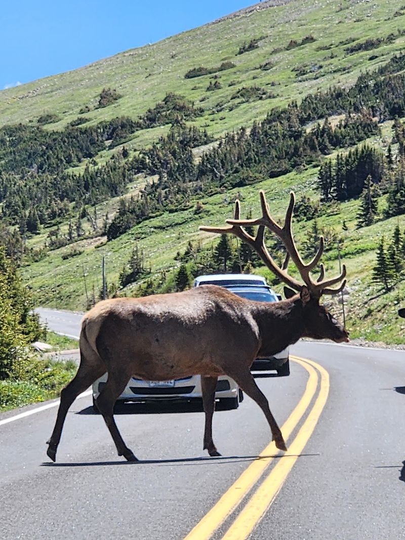 Wildlife Encounters Right From Your Car Window