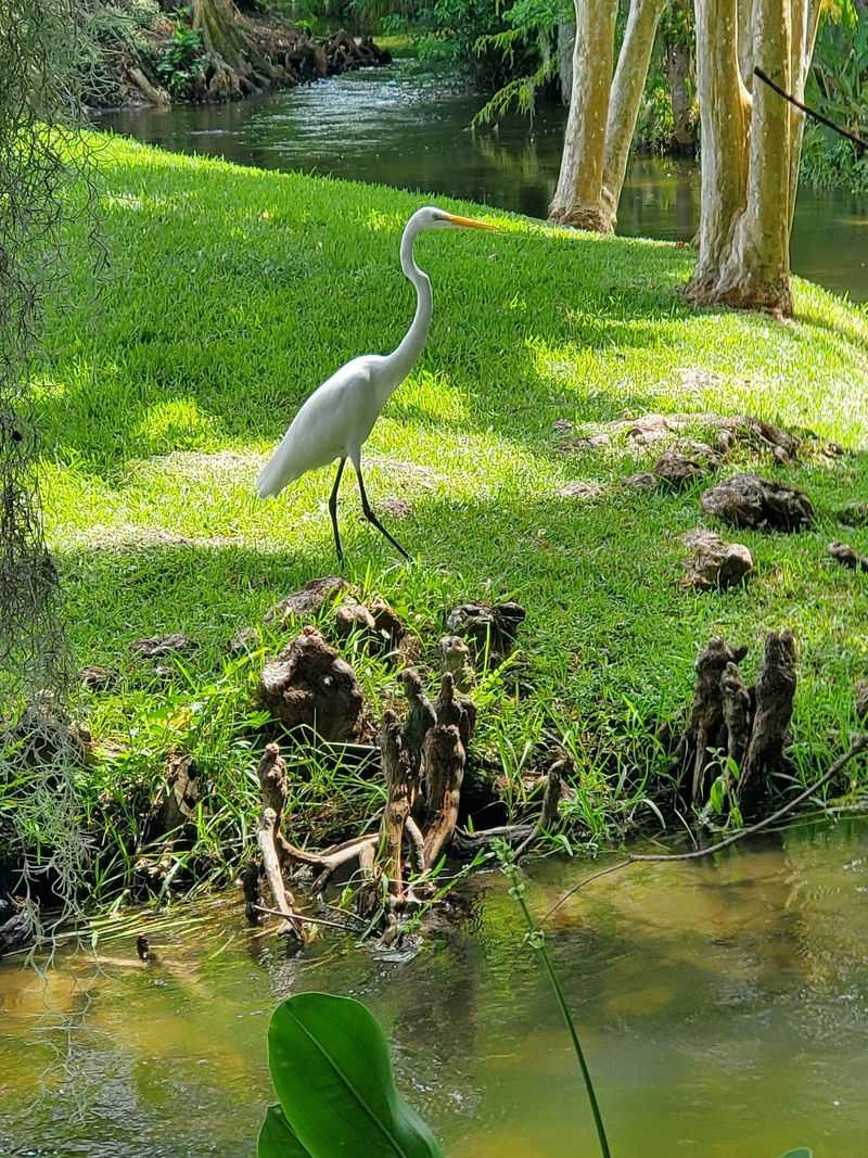 Wildlife Encounters That Will Surprise Even Seasoned Nature Lovers