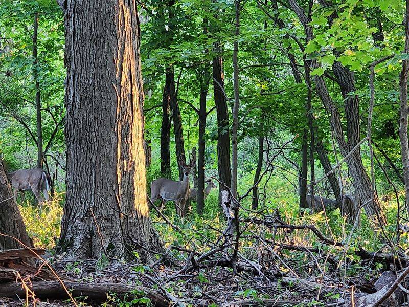 Wildlife Encounters That Will Surprise You
