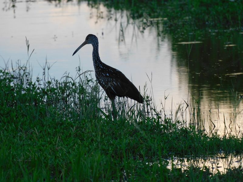 Wildlife Photography Opportunities
