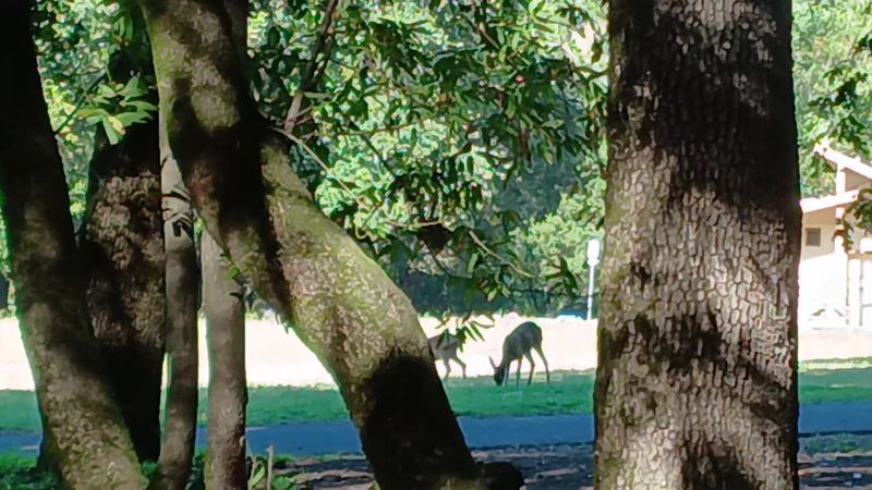 Wildlife Roaming The Valley Wildlife Roaming The Valley