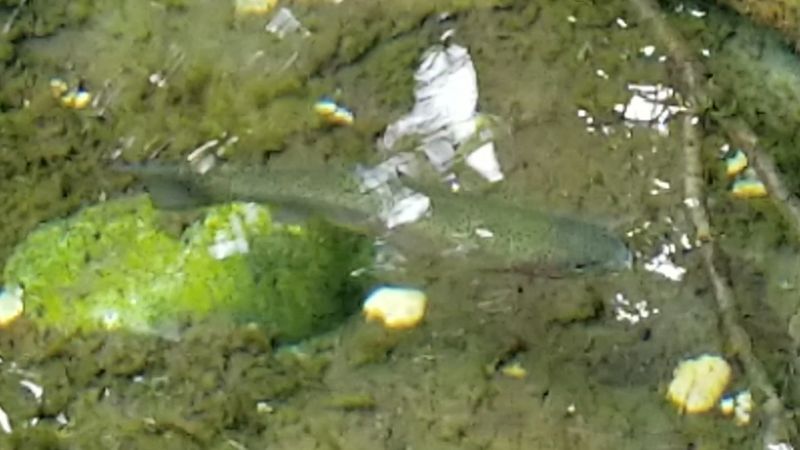 Wildlife Sightings That Catch You Off Guard Wildlife Sightings That Catch You Off Guard