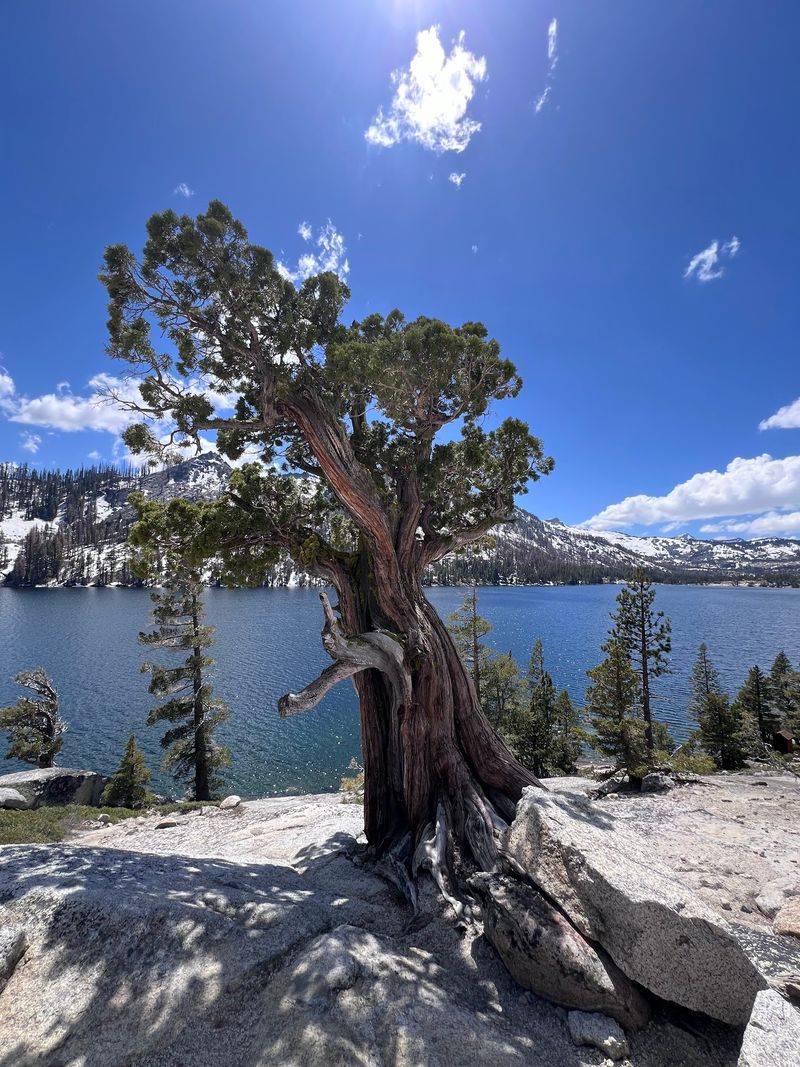 Wildlife, Trees, and Natural Beauty Along the Way