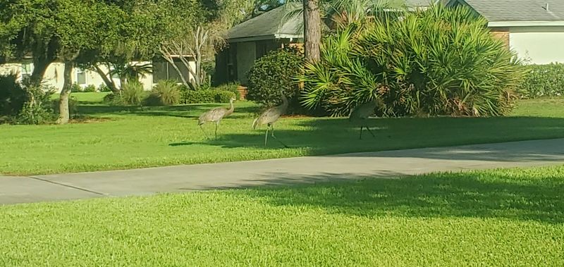 Wildlife Watching - Florida's Wild Side Up Close Wildlife Watching - Florida's Wild Side Up Close