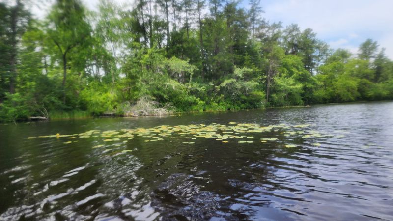 Wildlife Watching: Frogs, Turtles, Birds, and More Around Every Corner Wildlife Watching: Frogs, Turtles, Birds, and More Around Every Corner
