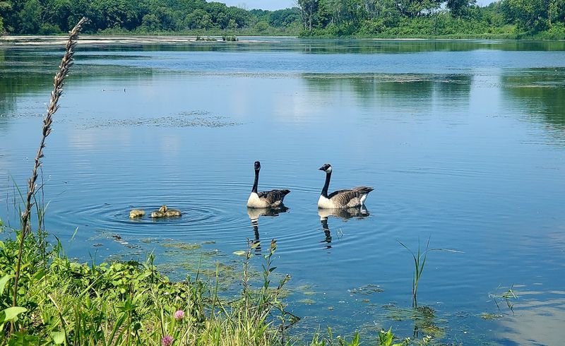 Wildlife Watching Opportunities That Will Surprise You