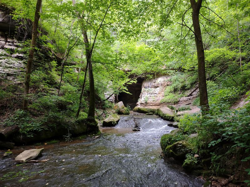 Wildlife Watching and Natural Streams