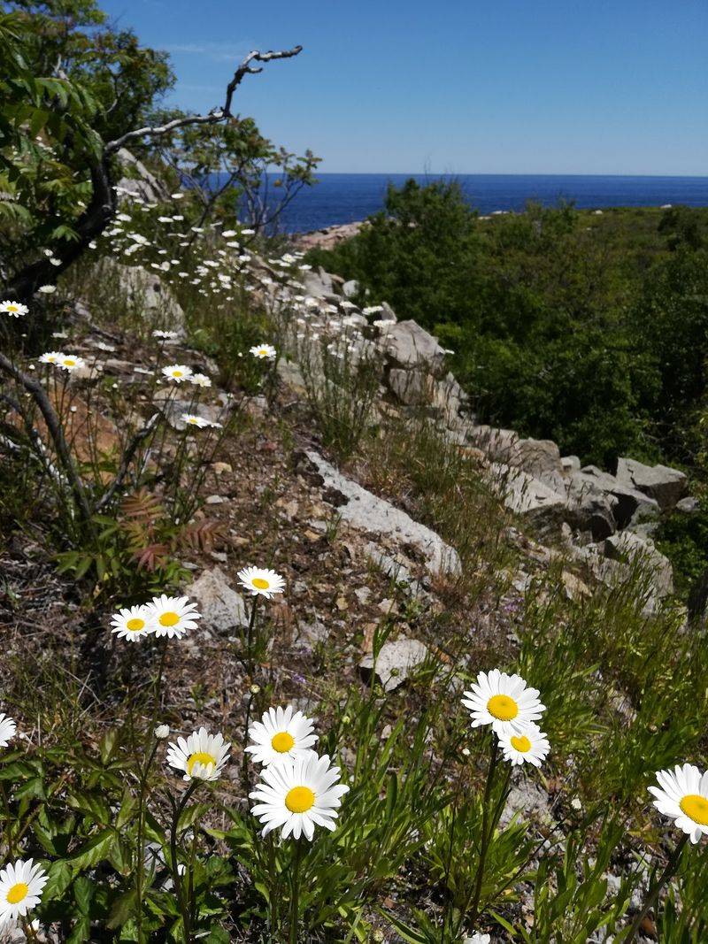Wildlife, Wildflowers, and Peaceful Picnics
