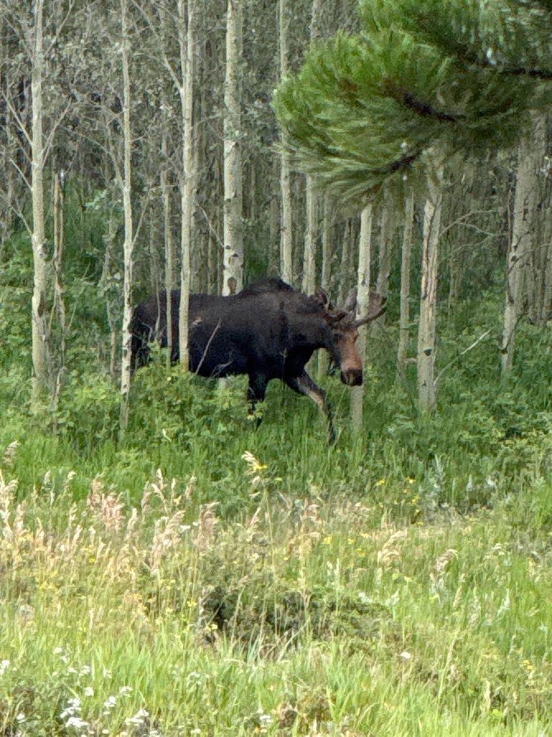 Wildlife Worth Watching