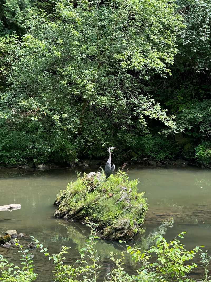 Wildlife You Might Cross Paths With