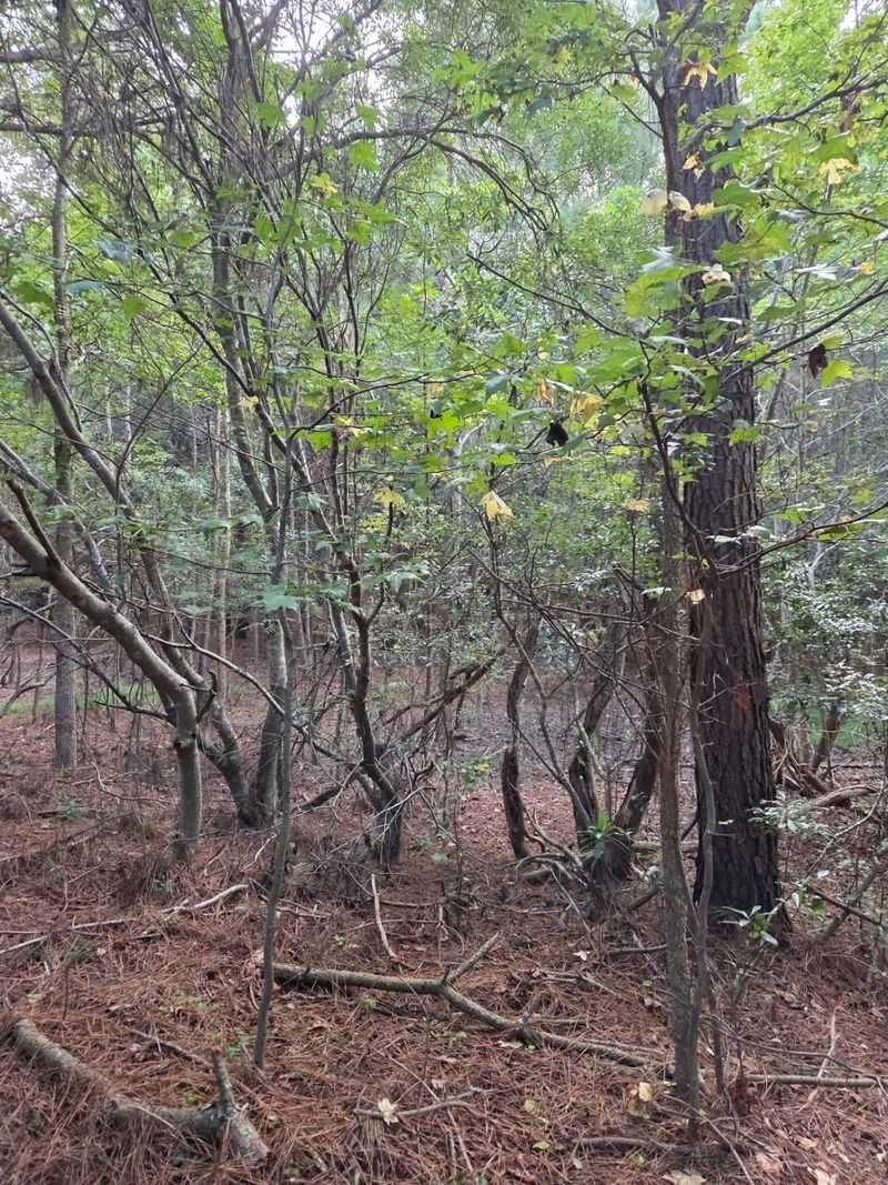 Wildlife You Might Spot Along the Way