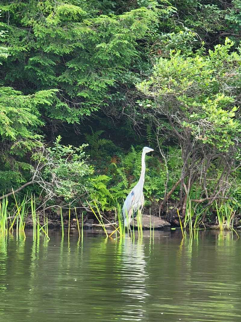 Wildlife and Forest Life: What's Quietly Watching You From the Trees