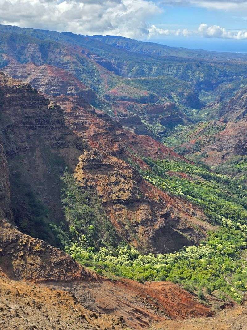 Wildlife and Greenery Along the Rim