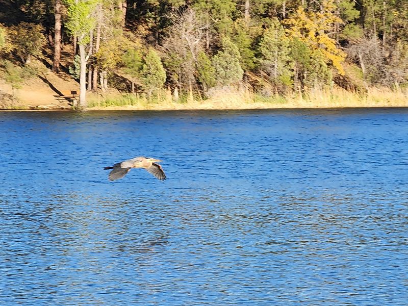 Wildlife and Nature Spotting