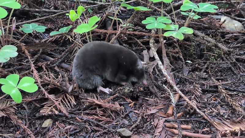 Wildlife and Plant Species You Would Not Expect to Find
