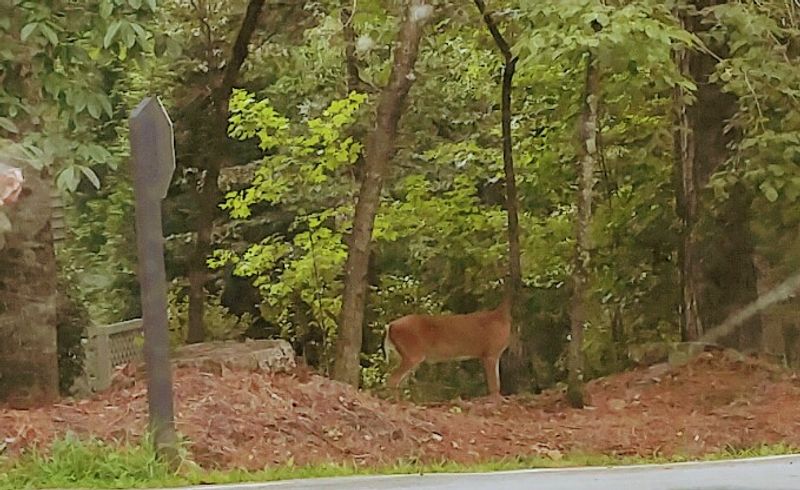 Wildlife and the Natural Setting
