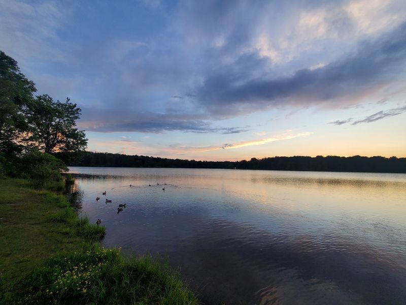 Wildlife and the Nesting Bald Eagles