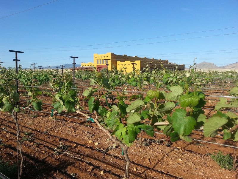 Wilhelm Family Vineyards, Elgin, Arizona